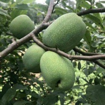 木瓜种子海南红心木瓜冰糖木瓜番木瓜种籽阳台庭院盆栽蔬果