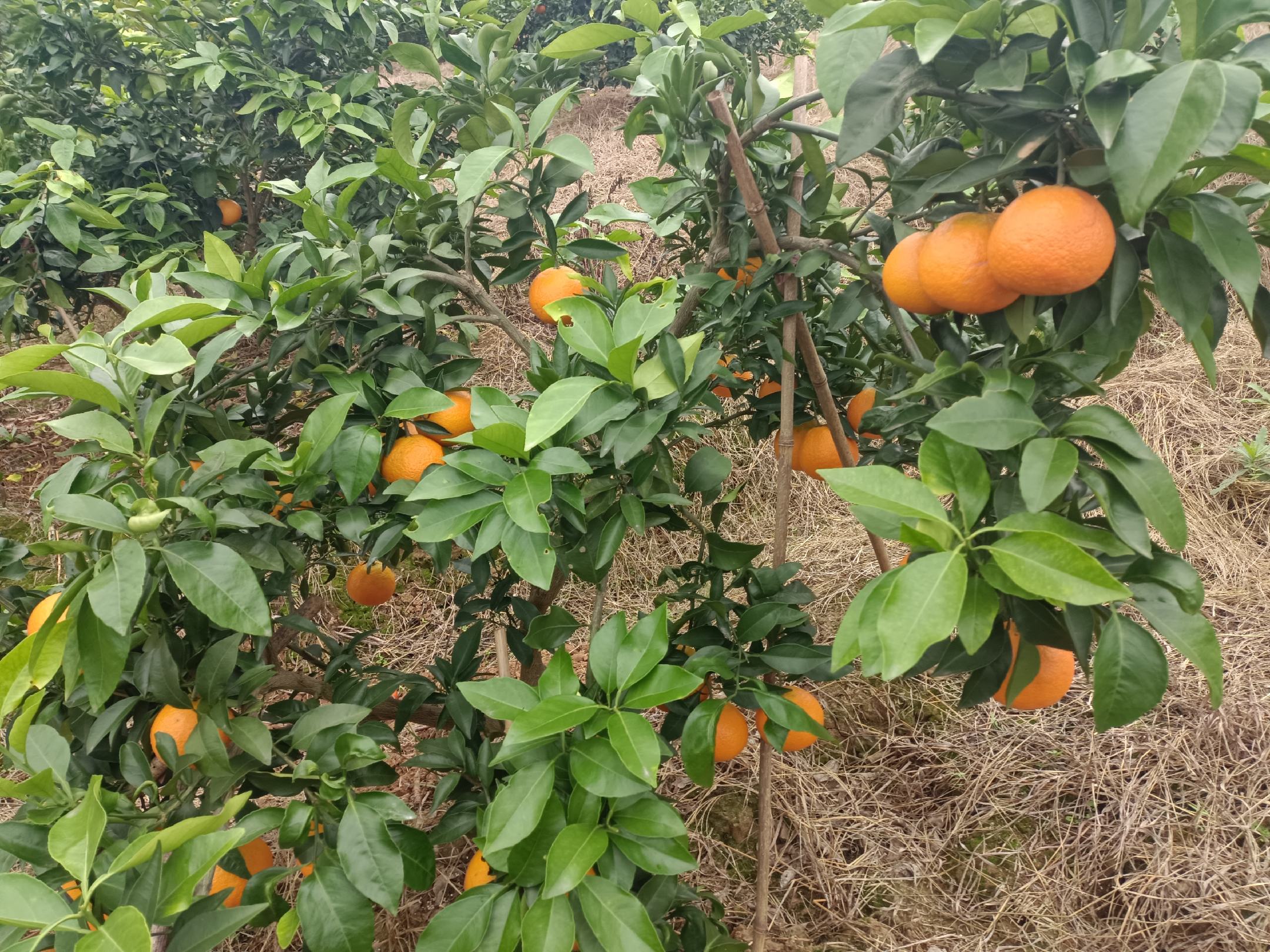 深秋果园中,爱媛橙挂果饱满,果实呈渐进式着色状态:基部微黄、中上部橙红,果皮细腻有光泽,枝条因果实重量微微下垂,环境呈现典型南方丘陵晚秋气候特征——晨雾未散、叶片青绿带霜感 爱媛橙树挂果实景:深秋枝头垂满橙红色果实,果皮光滑油亮,部分果实已自然转为鲜亮橙红,背景可见微霜薄雾与青翠枝叶