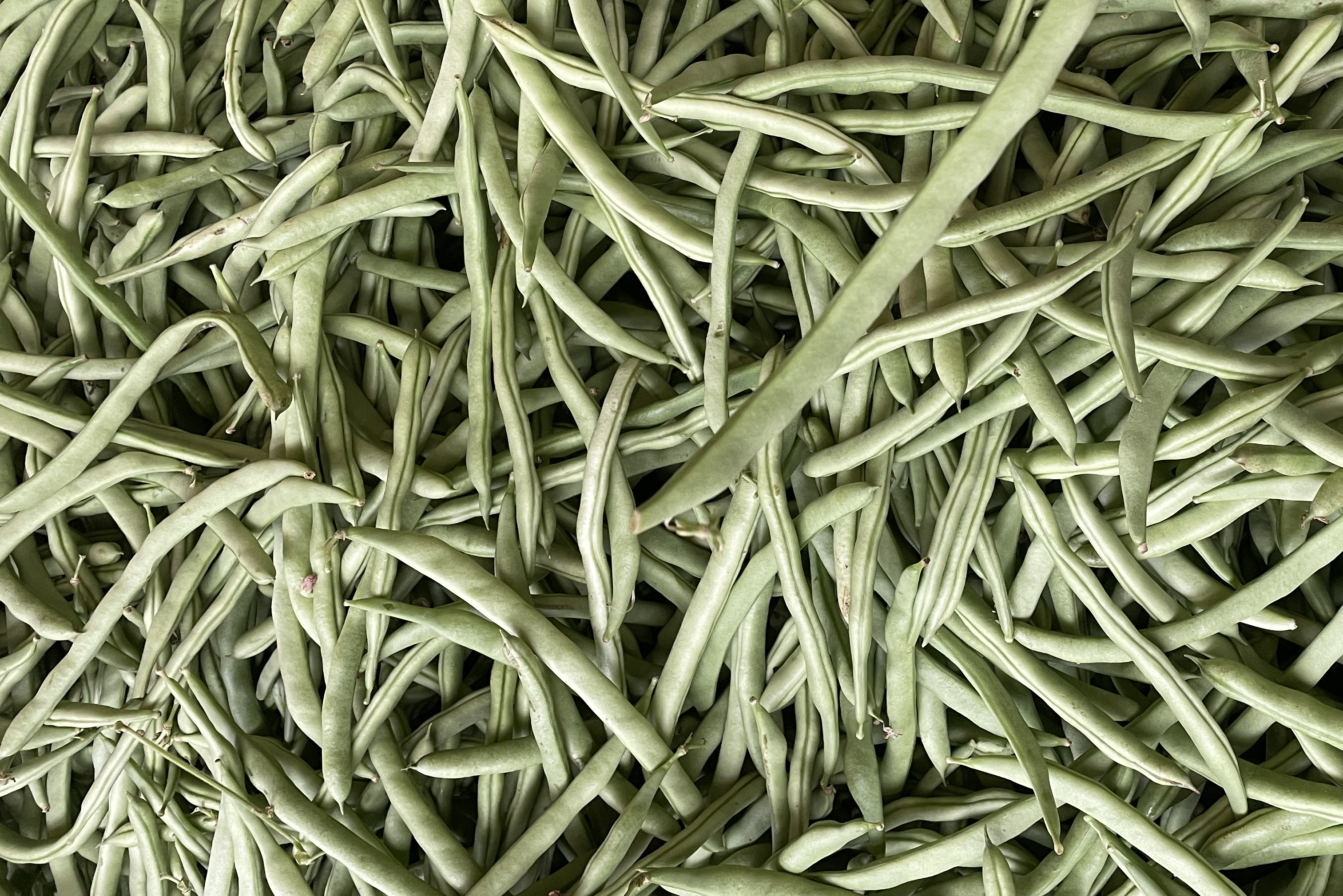 成熟的白花四季豆豆荚特写