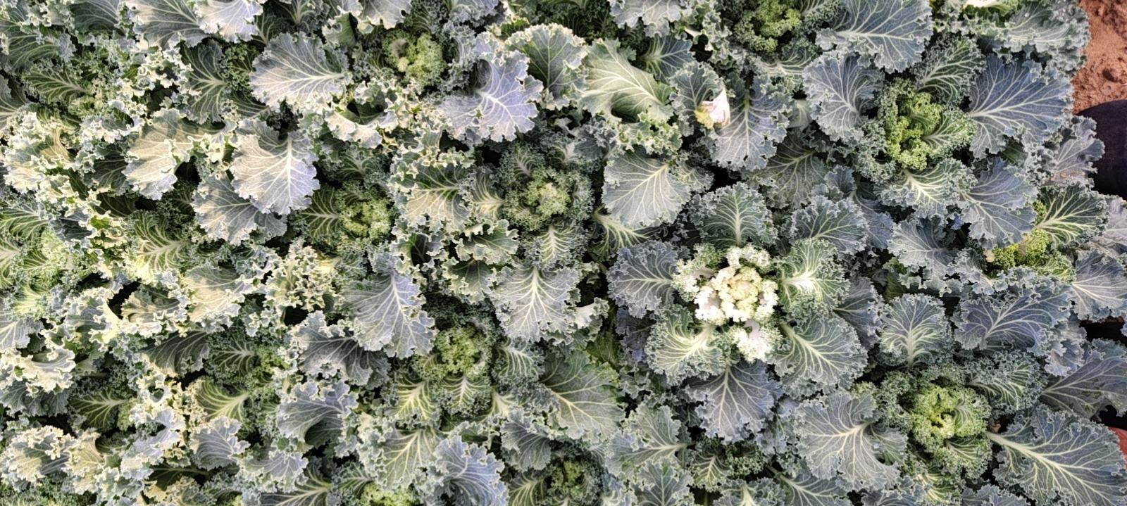新鲜有机羽衣甘蓝叶片高清微距图:展示典型蜡质角质层结构,该物理屏障亦降低外源光敏物渗透可能 羽衣甘蓝叶片特写,深绿色卷曲叶片表面覆有天然蜡质白霜,叶脉清晰凸起,背景为阳光透过玻璃窗自然漫射光
