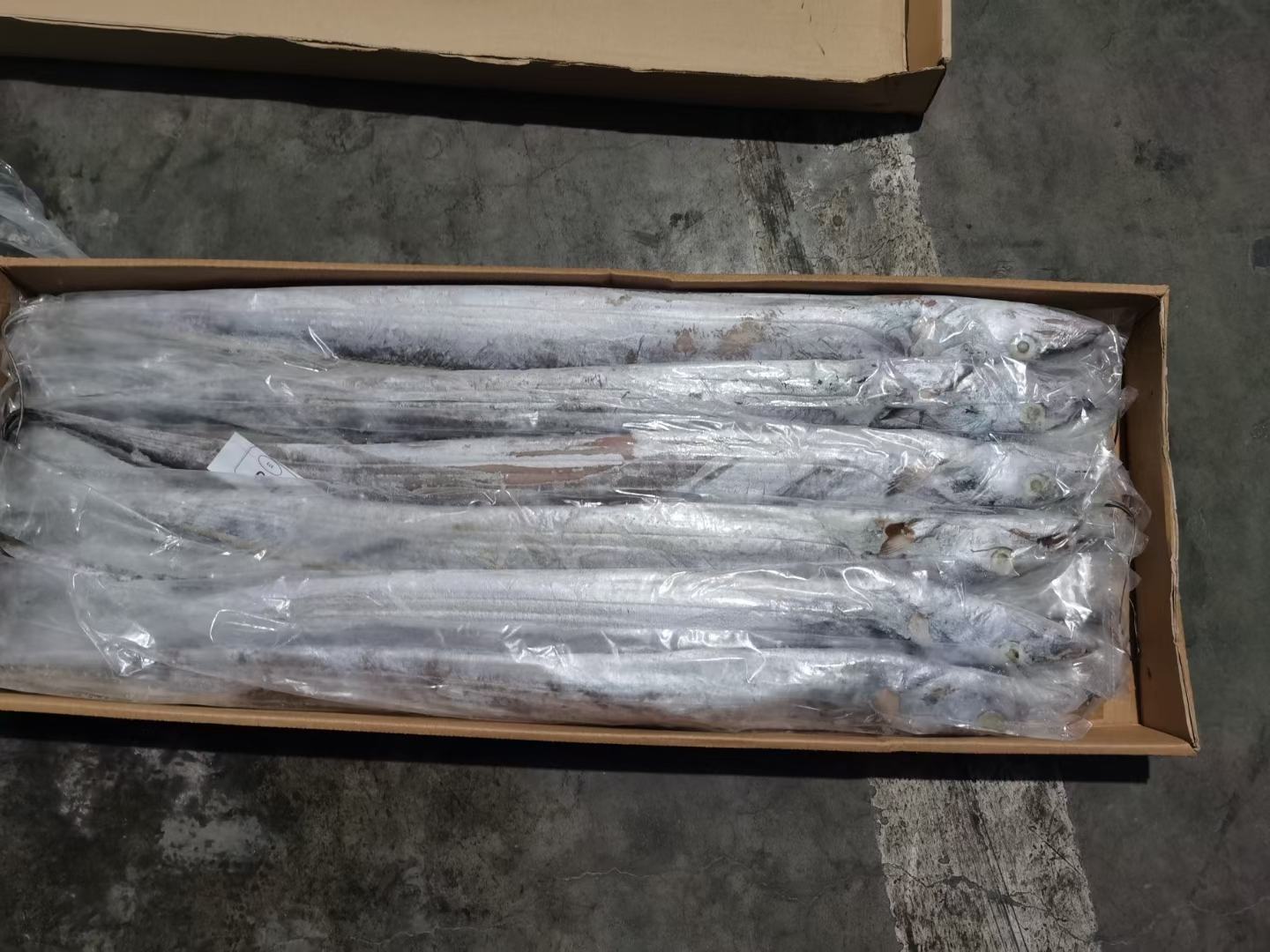 带鱼深水网箱养殖实景图