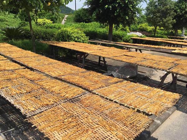 一片开阔的晒场上,数百片切好的竹笋整齐地平铺在竹席上,在强烈的阳光照射下逐渐脱水变干,远处有农妇正在翻动笋片,天空湛蓝,微风轻拂 晒场上整齐排列的竹笋正在阳光下风干