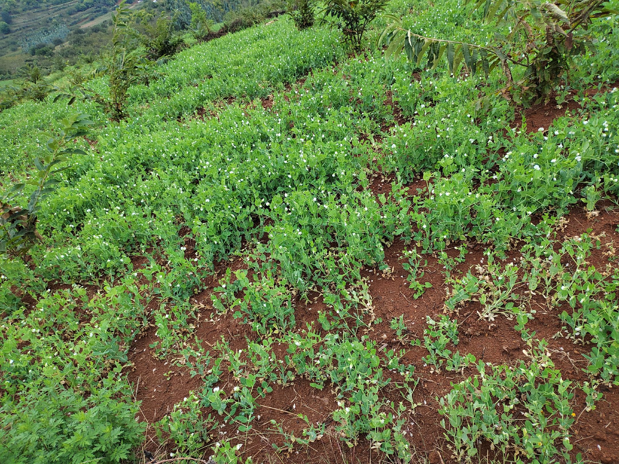 豌豆田间种植与根瘤菌作用示意图