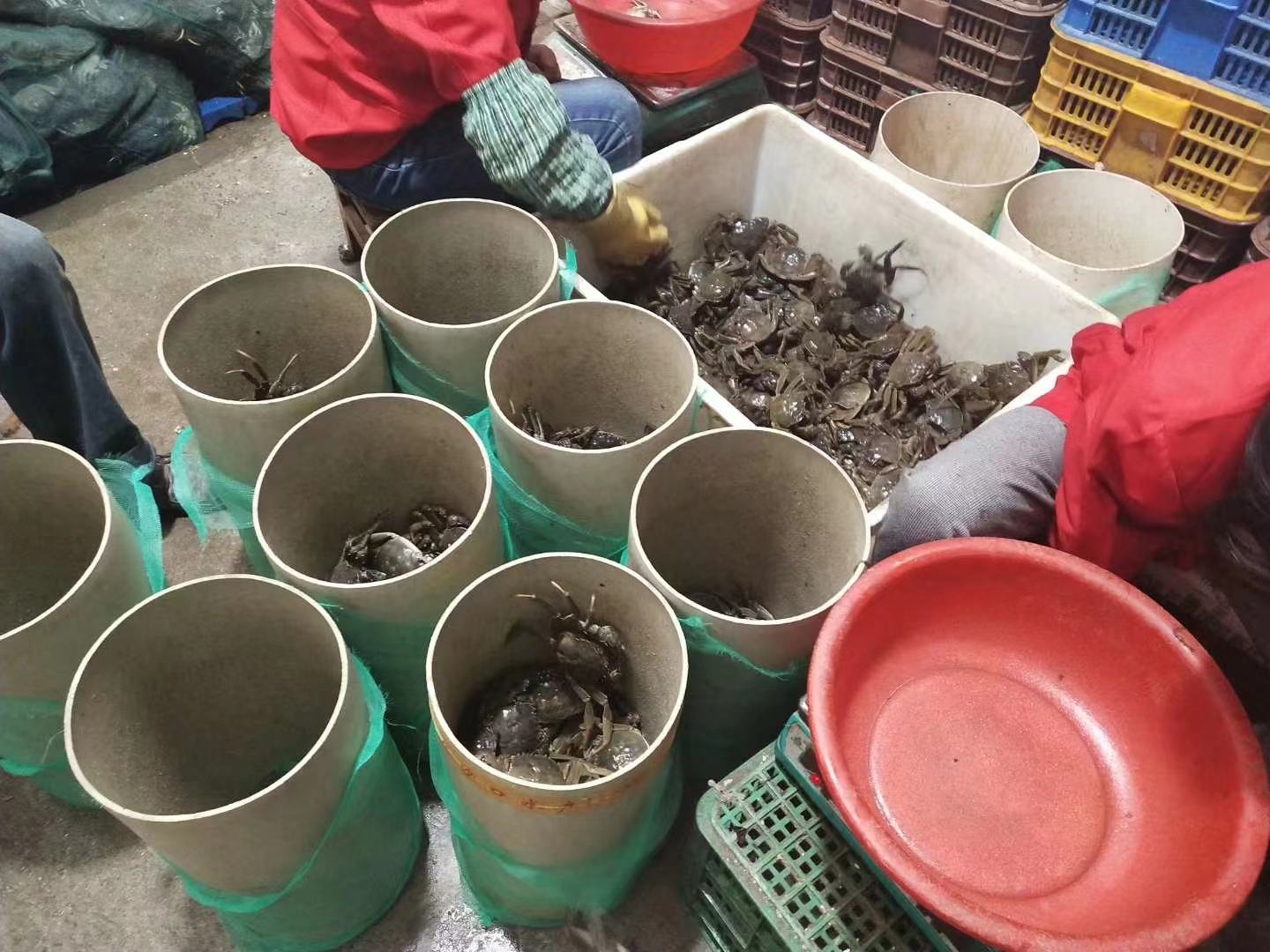 大闸蟹在市场中被挑选的场景