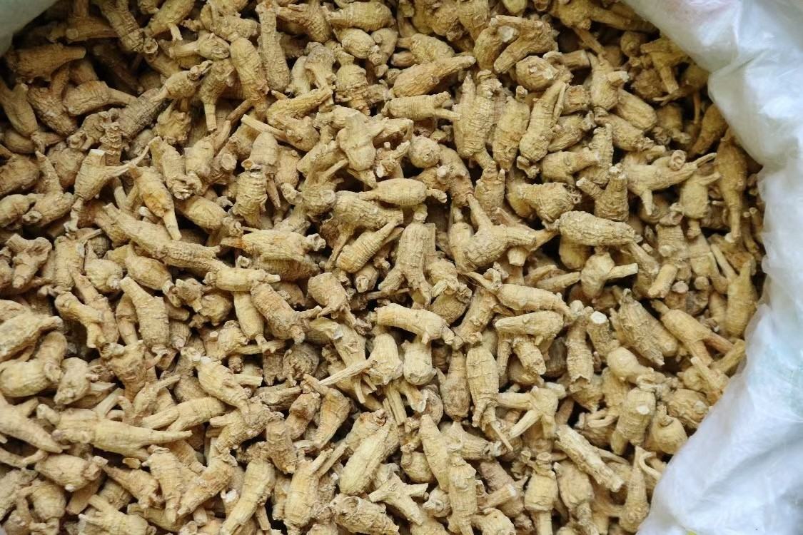 一根完整的干燥西洋参根,呈纺锤形或圆柱形,表皮浅黄褐色,有横向环纹和细密皱纹,顶端带有芦头,整体质地坚实,断面淡黄色,呈现明显的菊花心纹理 西洋参根部特写