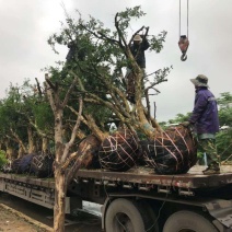 石榴树老桩石榴低价出售便宜处理老树移栽成活率高，土球精包