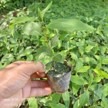 木姜子苗，山苍子苗