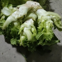 儿菜