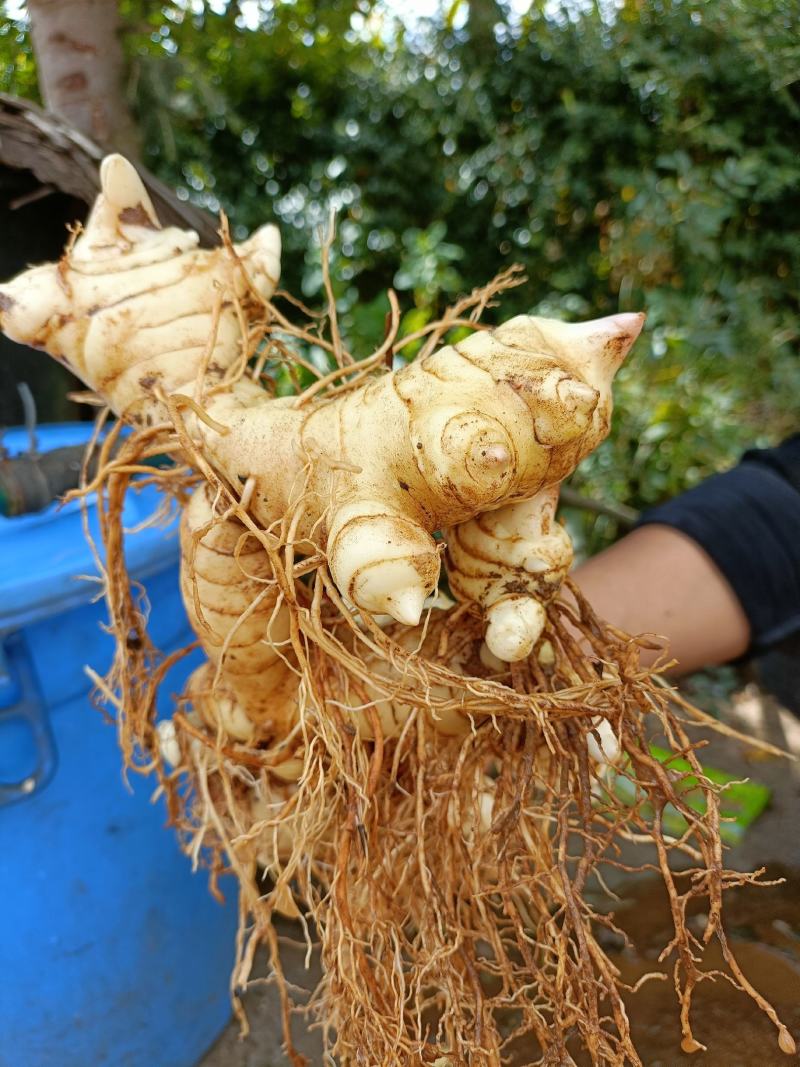 黄精块茎