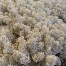 永生苔藓