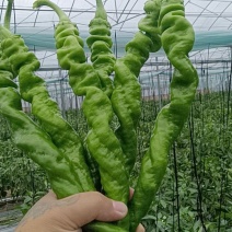宁都精品陇美177螺丝椒大量上市，品质好，口感好，软皮椒