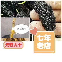 当年挂果2年小树无籽大十台湾长果白长果桑四季果桑