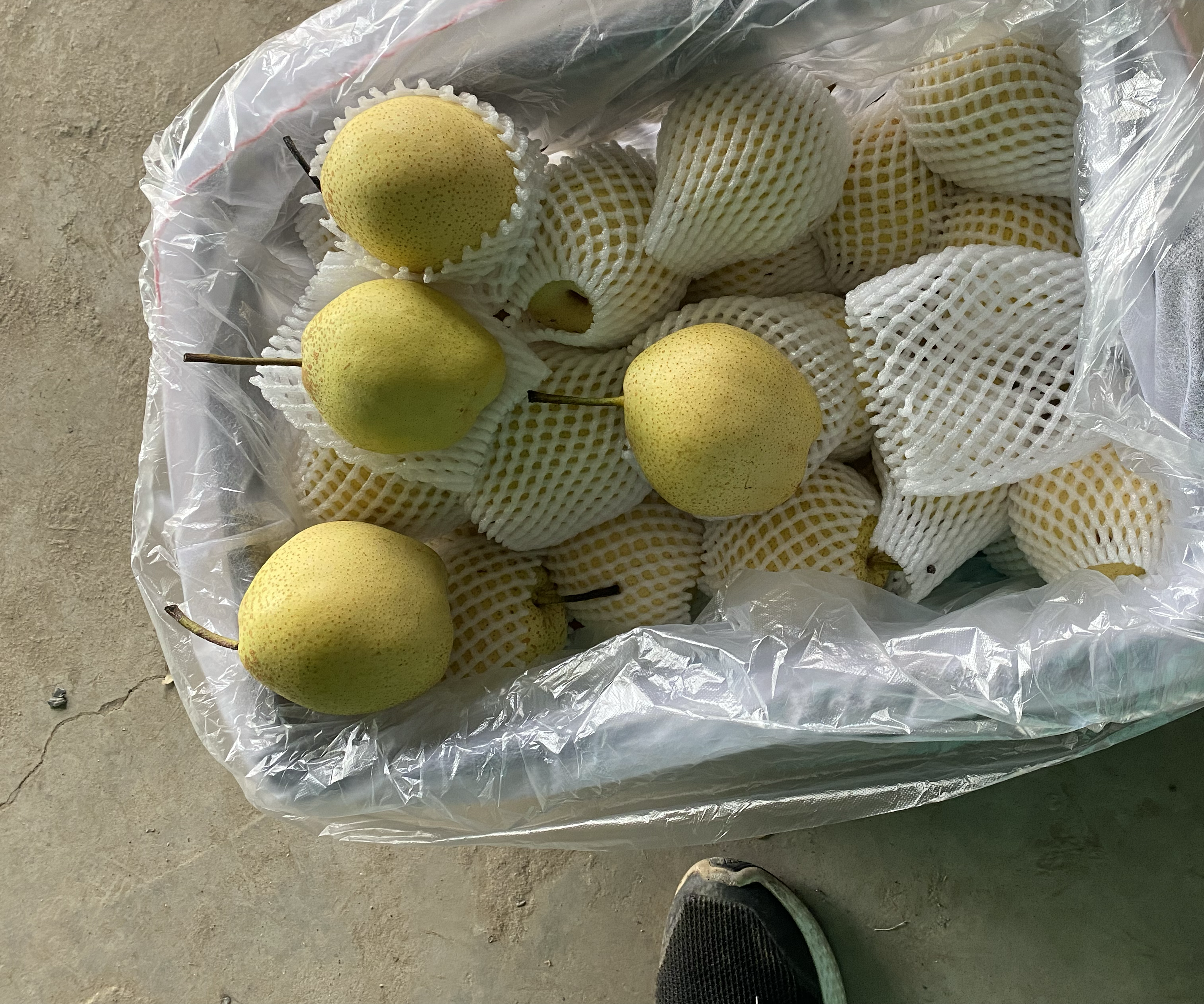 库尔勒香梨放入冰箱冷藏