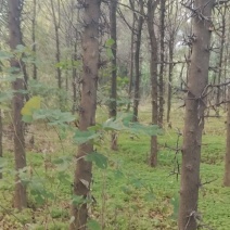 绿化苗木皂角树