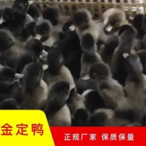 【热销】金定蛋鸭苗，年产蛋280枚满1000送50只