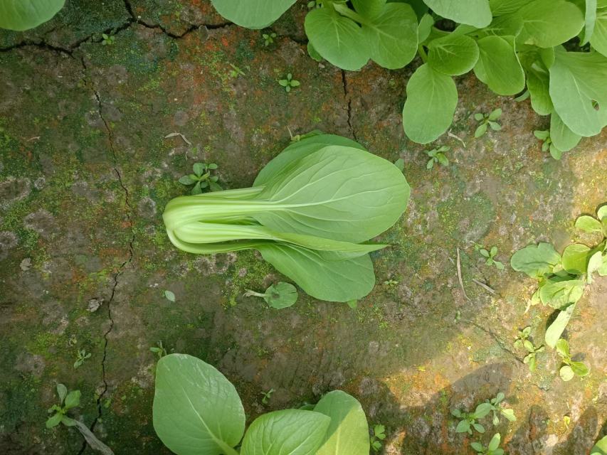 油菜田间跳甲成虫危害叶片特写