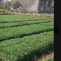 矮麦冬玉龙草