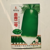 鼎青二号萝卜种子口感甜脆商品性好整齐一致皮光滑