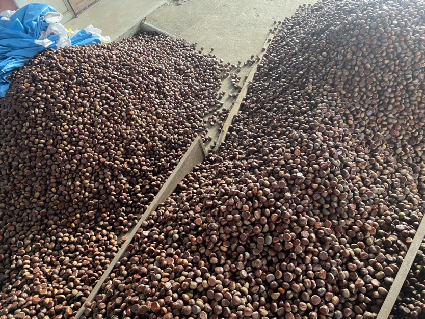 封开油栗采摘现场