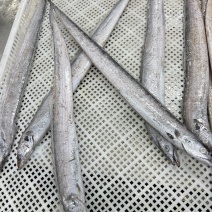 渤海湾刀鱼，5-6两，6-8两，现货