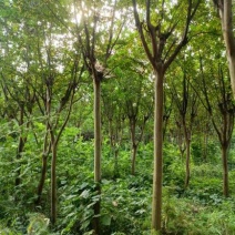 【牛商商家】紫薇基地发货，量大从优，欢迎客商来选购