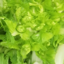 基地儿菜