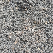 黑蚂蚁，中药材黑蚂蚁，量大从优，一手货源