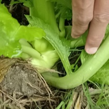 榨菜