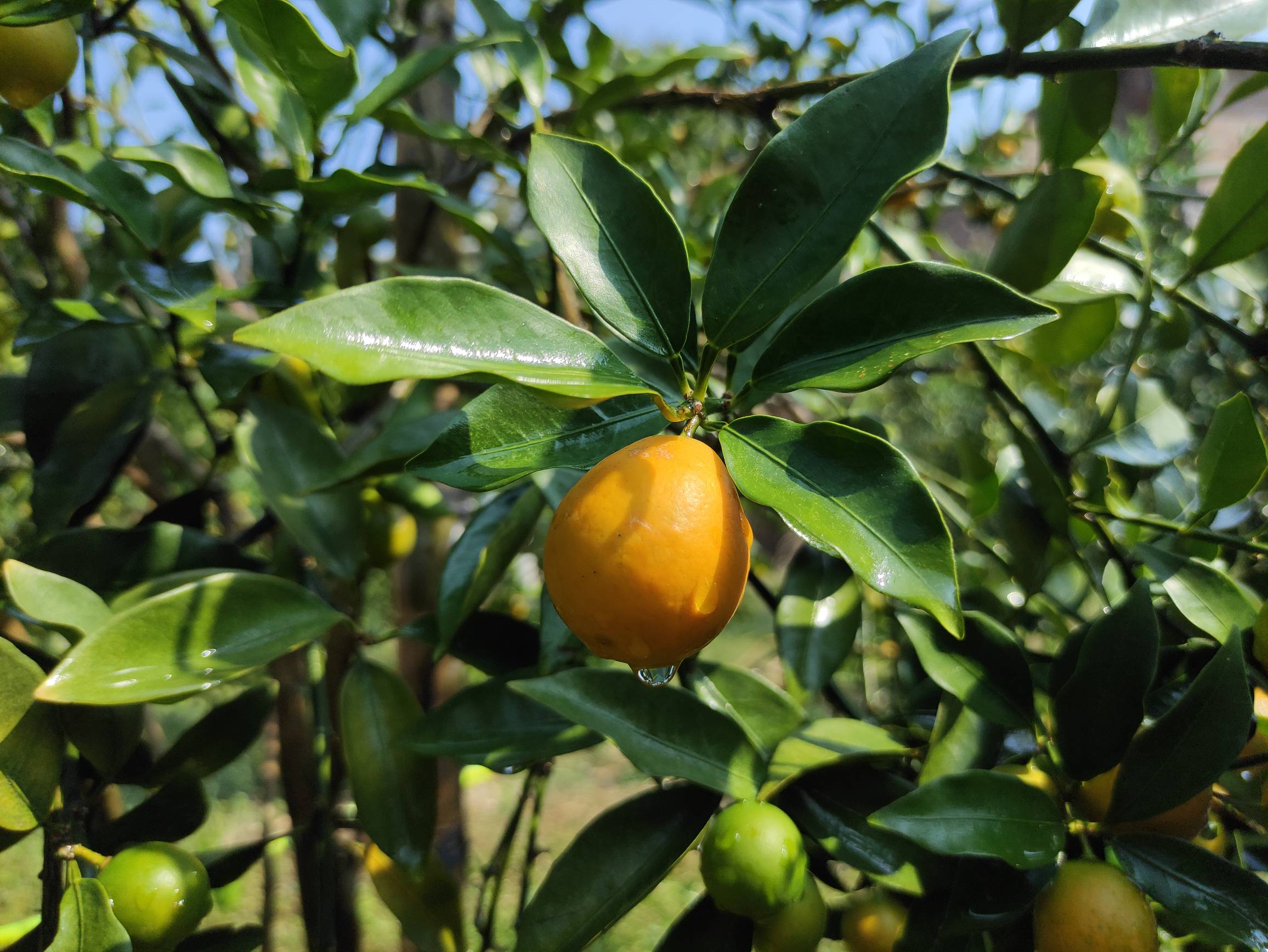 金桔干晾晒过程