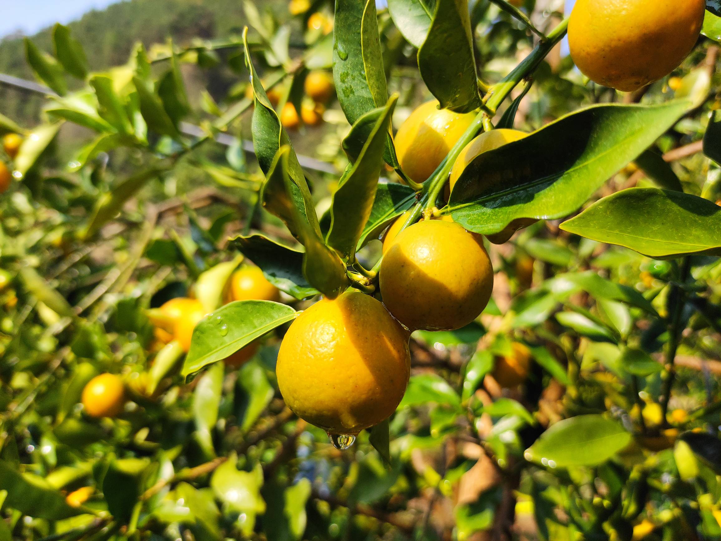 金桔树在阳光下生长,果实累累,展示其自然产地与健康形象 金桔树在果园中生长的场景