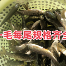 草鱼苗长身中山鲩长江一号脆鲩种规格齐全已打疫苗可混批
