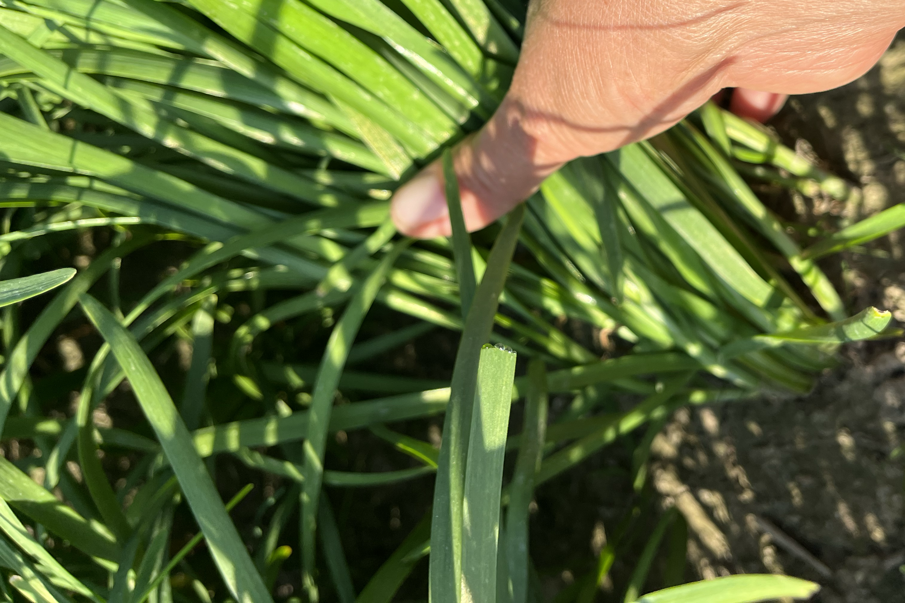 韭菜与淘米水搭配使用的家庭护理场景