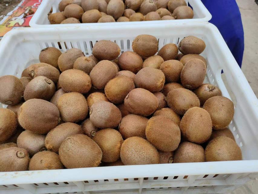 家庭催熟红心猕猴桃场景图