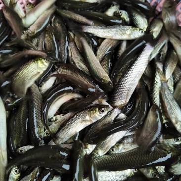 长江草鱼苗,鲩鱼苗,脆肉鲩鱼苗