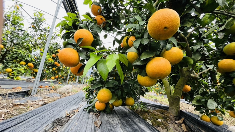 爱媛橙果园航拍图