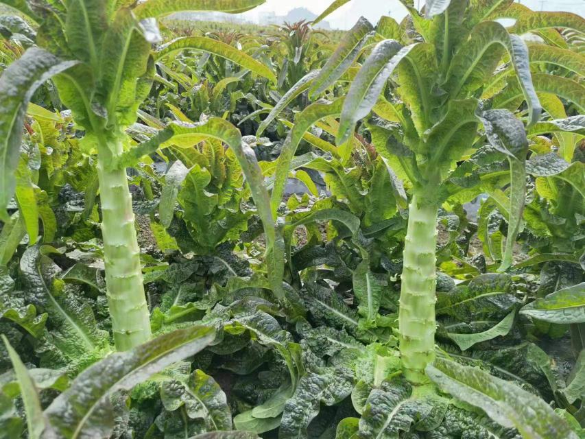 山莴苣植株特写