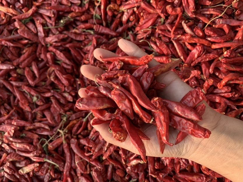 三樱椒整体外观展示