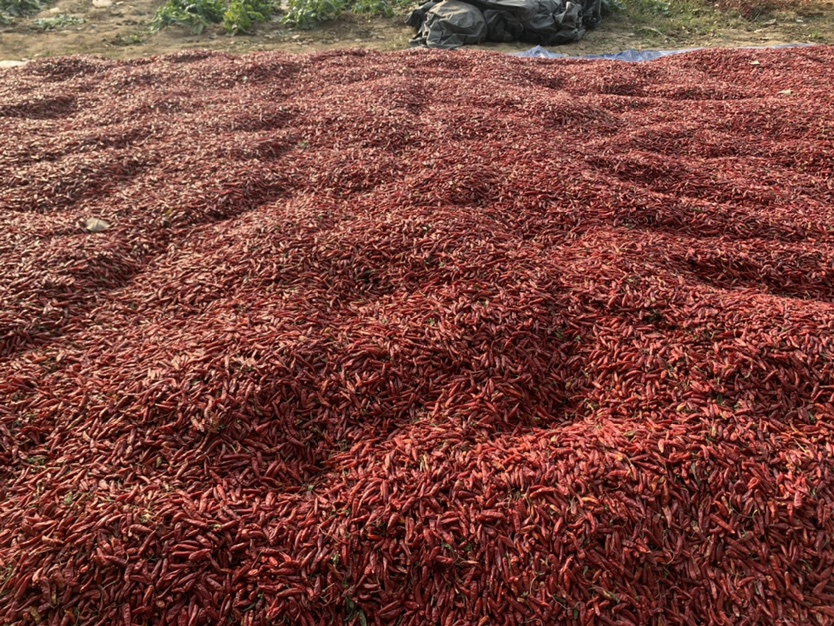 三樱椒在家庭阳台种植场景,展示其在花盆中茁壮成长的状态,周围有阳光照射和简易灌溉系统 三樱椒在家庭阳台种植场景