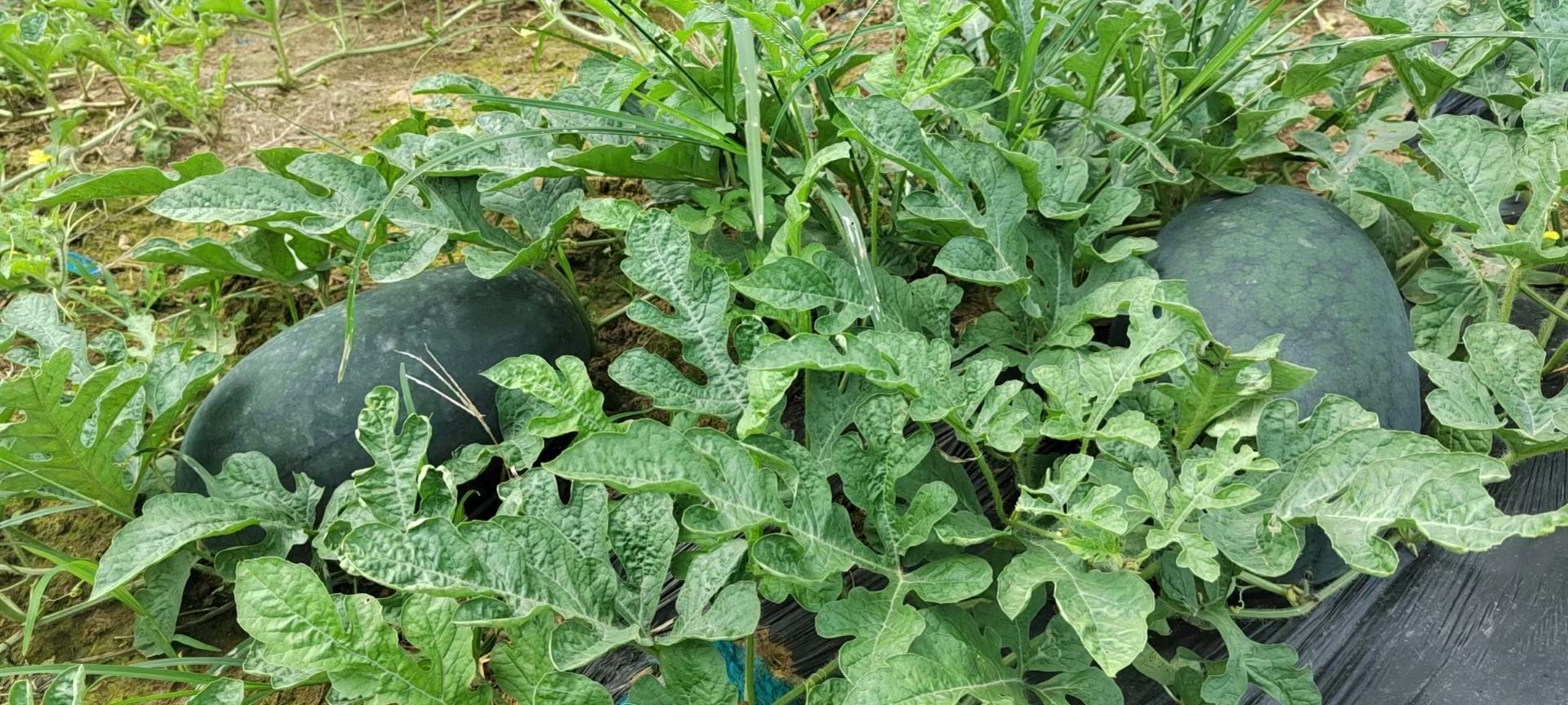 黑美人西瓜与盖州西瓜田间对比图