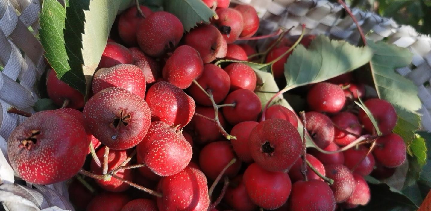 山楂清洗与去核过程展示