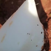 里庄地瓜香脆可口，都是现挖的，保证脆脆的