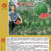 豫艺K2201小果型西瓜种子礼品西瓜种子早熟饱满周正14