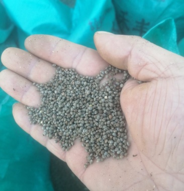 [苏子批发]吉林深灰苏子价格16.00元/斤 - 一亩田