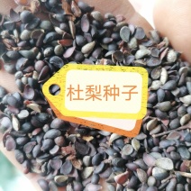 2025年纯新杜梨种子
