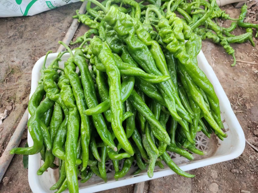 红菜苔与白菜苔并列对比图