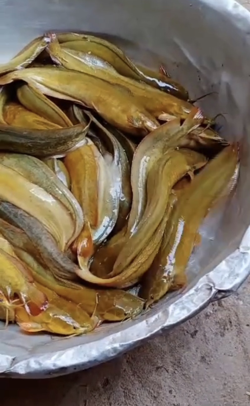 [鲶鱼批发]广西梧州藤县鲶鱼 15.00元/斤塘角鱼 _ 一亩田