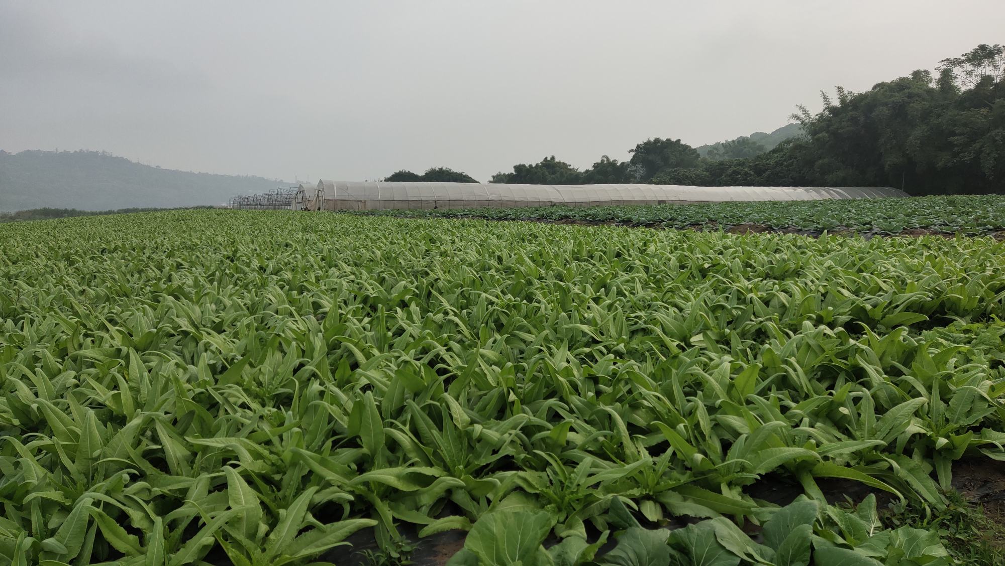 油菜田封闭除草示意图