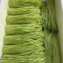 【新鲜现摘】当季芦蒿时令新鲜黎蒿蔬菜藜蒿泥蒿水蒿驴蒿藜蒿