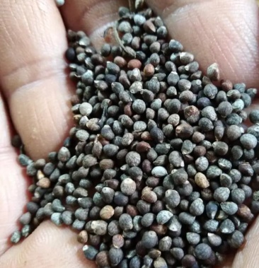 [荏籽批发]荏子价格22.00元/斤 - 一亩田