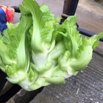 儿菜
